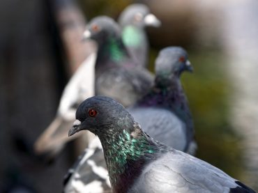 Bird Fancier’s Lung