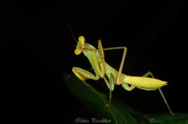 The Yogic Praying Mantis