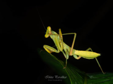 The Yogic Praying Mantis