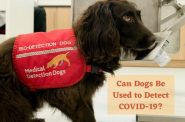 Can Dogs Be Used to Detect COVID-19?