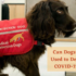 Can Dogs Be Used to Detect COVID-19?