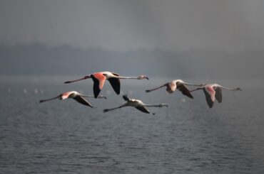 World Migratory Bird Day: A Flamboyance of Flamingos in India