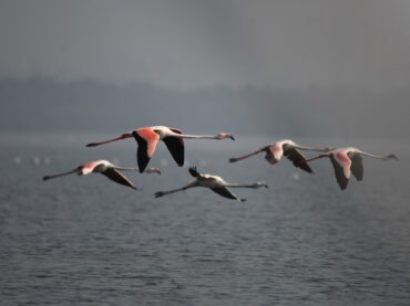 World Migratory Bird Day: A Flamboyance of Flamingos in India