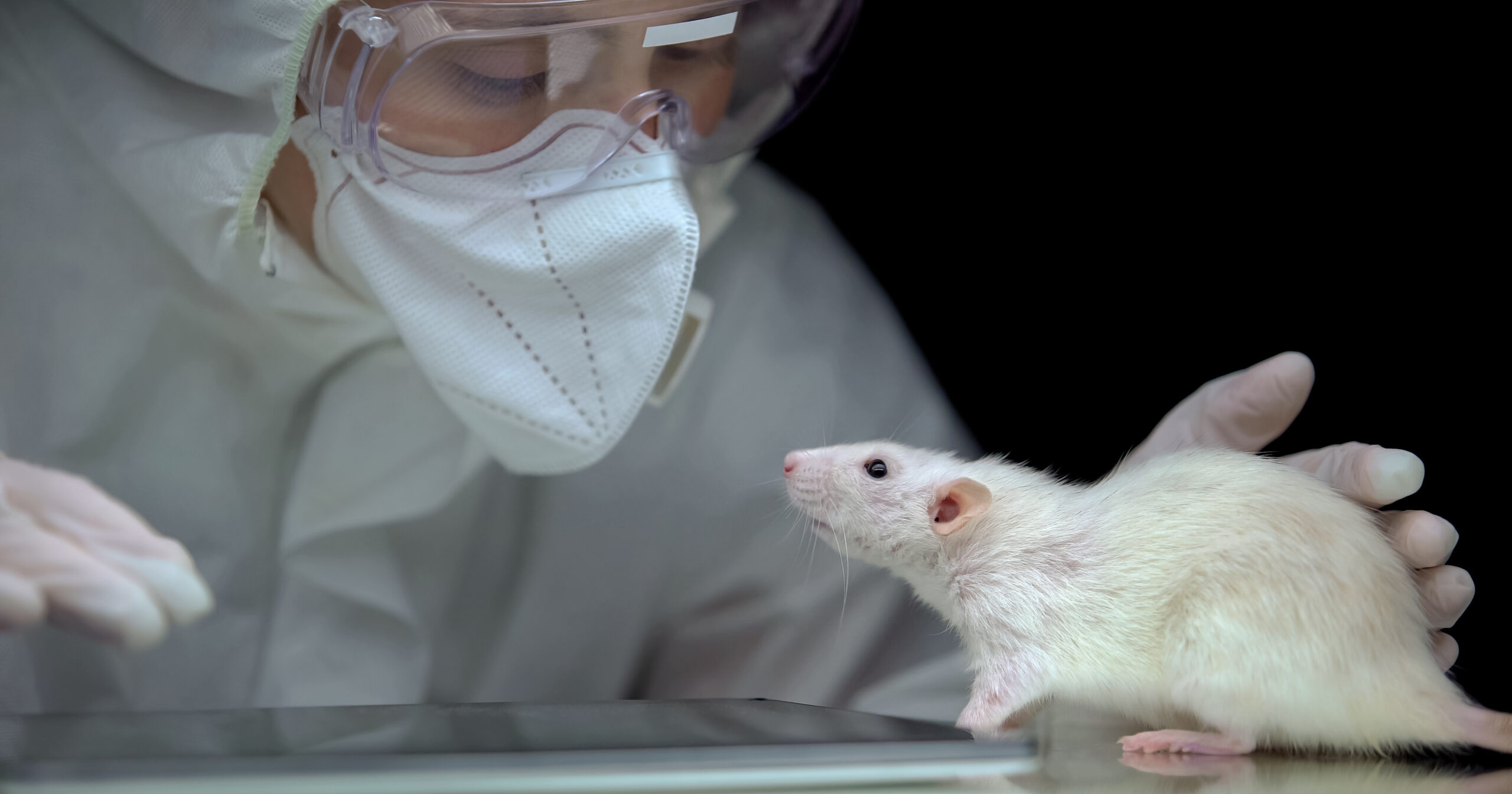Scientist watching rat reaction after experiment, filling data in online report
