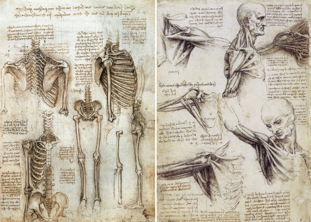 Anatomical sketches of the human body by Leonardo da Vinci