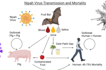 Nipah virus: A deadly virus that can jump from animals to humans