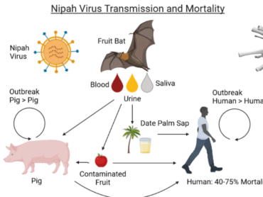 Nipah virus: A deadly virus that can jump from animals to humans