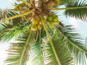 Making peace with Coconuts