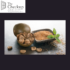 Monk Fruit as a Natural Sugar Alternative